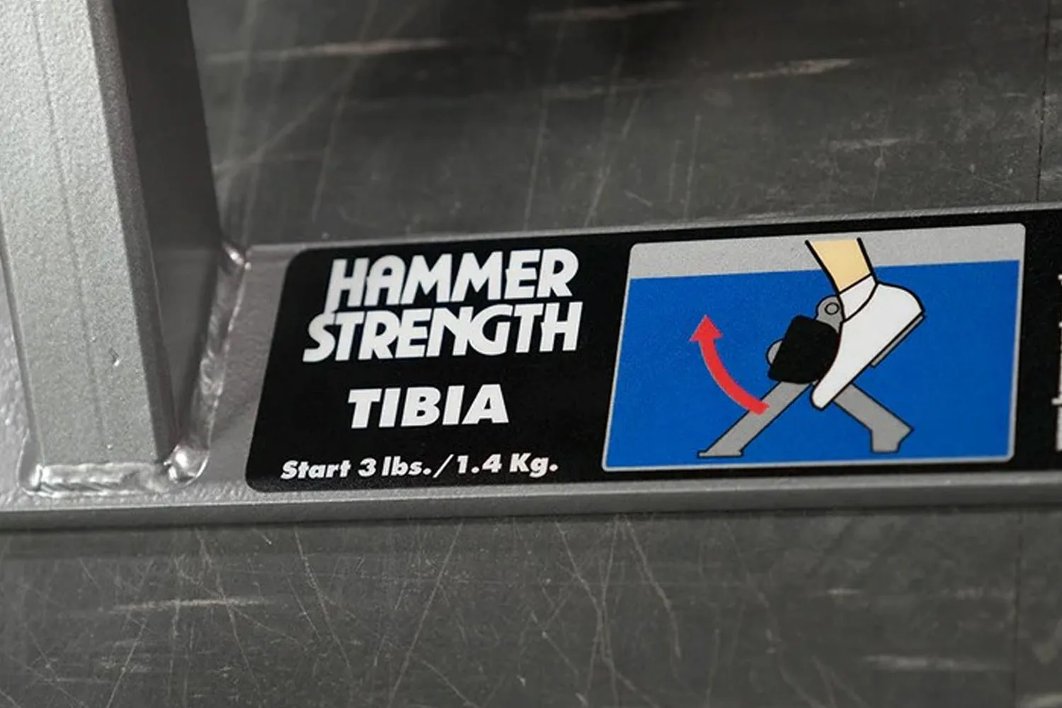 Hammer Strength Plate-Loaded Tibia Dorsi Flexion Bench Machine